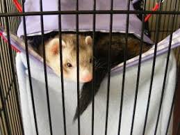 Candy Popz Tutorial Sleeping Bag Hammock For A Ferret Rat Chinchilla Etc Ferret Sleeping Bag Diy Sleeping Bag