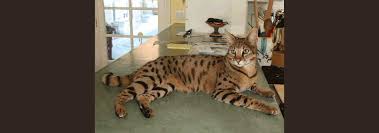 To be considered a domestic bengal cat, a bengal must be at least four generations removed from the asian leopard cat. Savannah Cat Rescue Caring For The Savannah Cat Breed