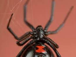 But sometimes flashing a tattoo with a creepy theme is a style statement that draws immediate attention. Black Widow Danger Female Energy Sexual Power And Creative Force