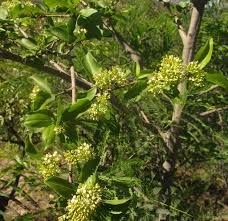 Image result for Psydrax livida