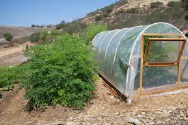 Most of the published information we see on botox refers to its efficacy.there is rarely any documentation of the the elasticity of your skin. How Fast Does Moringa Grow