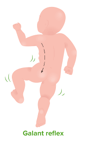 Primitive Reflexes | Concise Medical Knowledge