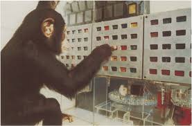 Lana Learns Lexigrams