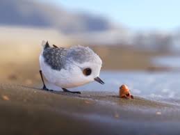 Weird Bird From Finding Dory This Oscar Winning Short Film About A Baby Sandpiper Captures The Magic Of The Beach From A Whole New Perspective Birds Pet Birds Beautiful Birds