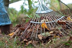 Monthly Gardening Tips Advice November Lawns Rhs Gardening