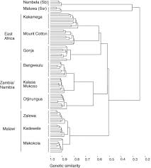 Image result for Sesbania goetzei