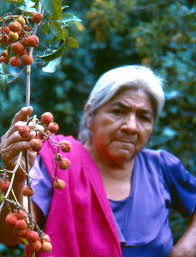 Image result for Paullinia pinnata