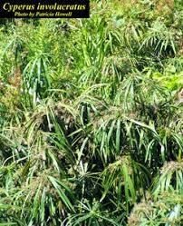 Image result for Cyperus involucratus