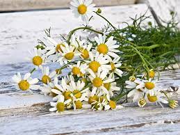 Teh bunga chamomile punya sifat menenangkan dan relaksasi pada otot. 11 Manfaat Teh Chamomile Untuk Kesehatan Kecantikan Apa Saja