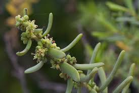 Image result for Suaeda monoica