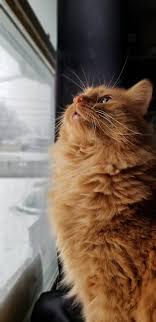 Derp Hello There Bright People Are You Catlover Or Have You Any Pretty Cats I Think You Love A Kitt Cat Having Kittens Orange Tabby Cats Orange Cats