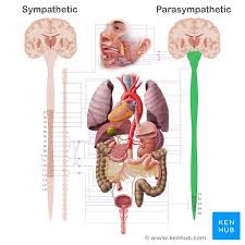 Nervous system with lymph nodes. Parasympathetic Nervous System Anatomy And Functions Kenhub