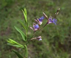 Image result for Polygala persicariifolia