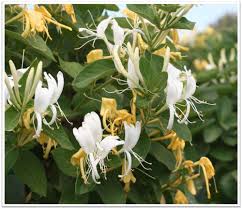 Image result for Lonicera