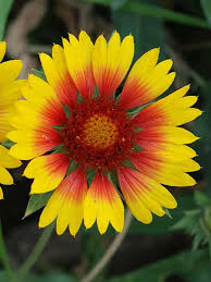 Pin On Daisy Family Asteraceae