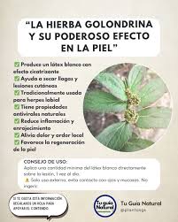 Euphorbia Hirta: Descubre Los Increíbles Beneficios Y Usos Que No Conocías  De Esta Planta Medicinal