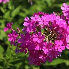 Petra Pelz On Instagram Vor Einigen Tagen War Ich In Hamburg Und Besuchte Den Botanischen Garten Dort Fiel Mir Dieser Tolle Phlox Auf Die Sorte Hiess R Plants