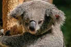 They used to roam the continent. Are You Dreaming Of Kangaroos Wombats And Others Cute Australian Animals Via Travel Australia