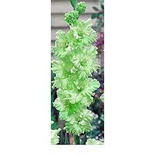 We did not find results for: Buy Usa Made And Shipped From Large Bulbs 5 Fresh New Green Flash Ruffled Green Flowering Gladiolus Large Bulbs Plants Flowers Flowering Perennials Sword Lily Gladioli Seedsbulbsplants More Online In Turkey B078hbdbnd