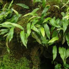 Image result for Pyrrosia rhodesiana