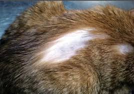 kot vychesyvaet sherst do kozhi na shee 7 prichin pochemu koshka cheshet sheyu