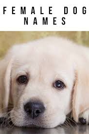 Get ready for pop culture references, unique names, and some classics. Female Dog Names Hundreds Of Gorgeous Girl Puppy Names