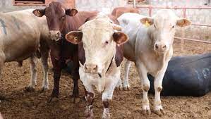 Anadolu'nun hemen hemen her yerinden canlı hayvan geleceğini dile getiren yücesan, bu konuda özellikle şanlıurfa, diyarbakır, gaziantep, tokat, yozgat ve adapazarı gibi illerin başı çekeceğini anlattı. Kurbanlik Fiyatlari Ne Kadar 2019 Buyukbas Ve Kucukbas Kurbanlik Fiyatlari