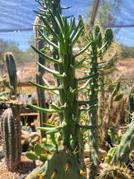 Image result for Austrocylindropuntia