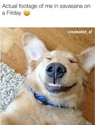 Savasana Cute Animals Happy Dogs Cute Dogs