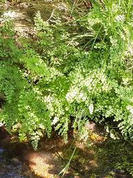 Image result for Haumaniastrum venosum