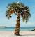 Clipart Hawaiian Christmas Tree