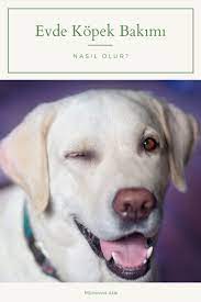 evde kopek bakmak mi istiyorsunuz sorularinizin cevabi burada guzel dostlarimiz dogcare dogs kopek kopekbesleme evdekopekbeslem pets dog training dogs