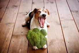 Peut On Donner Du Chou Fleur Ou Du Brocoli A Un Chien Bienfaits Risques Et Conseils En 2021 Alimentation Animale Maison Pour Chien Brocoli
