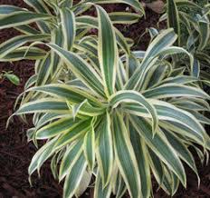 Image result for Asparagaceae