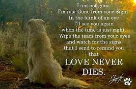 Love Never Dies Dog Poems Dog Grief Losing A Dog Quotes