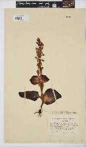 Image result for Satyrium buchananii