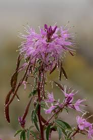 Image result for Cleome stricta