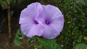 Image result for Ipomoea involucrata