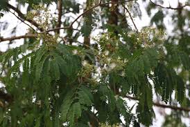 Image result for Albizia odoratissima