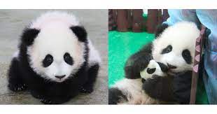 The giant panda forest was opened to the public on 29 november 2012, with a soft opening on 3 april 2013, attracting close to 1,500 visitors. 2nd Giant Panda Cub Born In M Sia Finally Gets Name After 19 Months Mothership Sg News From Singapore Asia And Around The World