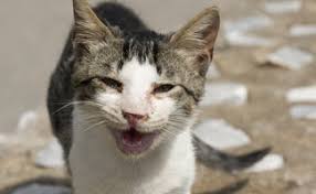 Are you scared your pet is dying? Introducing Dog To Cat Can They Really Get Along Caninejournal Com