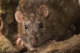 If you stay near their home which they think you are of course it depends on how you disturb, e.g., a beehive. Keep Rats Mice And Squirrels Out Of Your Car How To Prevent Rats From Eating Car Wires