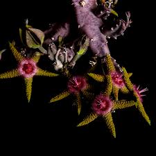 Image result for Albuca sp. no. 1