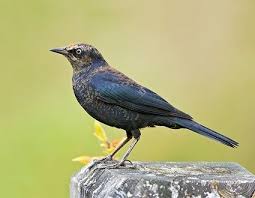 Black Bird With Yellow Breast Texas Brewer S Blackbird Black Bird Backyard Birds Birds
