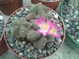 Aztekium Valdezii Cacti And Succulents Succulents Plants