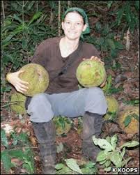 Image result for Treculia