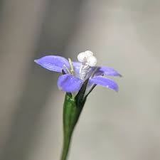 Image result for Wahlenbergia persimilis