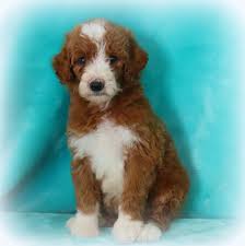 We are asking for a $300 deposit. Standard Poodle Puppies For Sale Adopt Your Puppy Today Infinity Pups