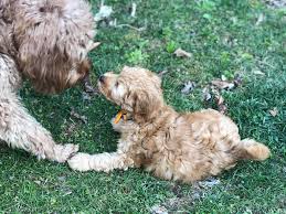 Standard ➕ mini goldendoodles 🏷 👉🏻 interested in a pup? Daisy S Mini Golden Doodle Puppies Home Facebook