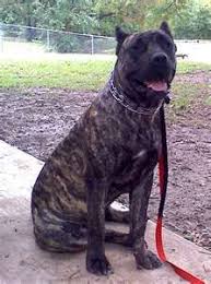 English Mastiff Pitbull Mix Really Big Dogs Pitbull Mastiff Pitbull Mix